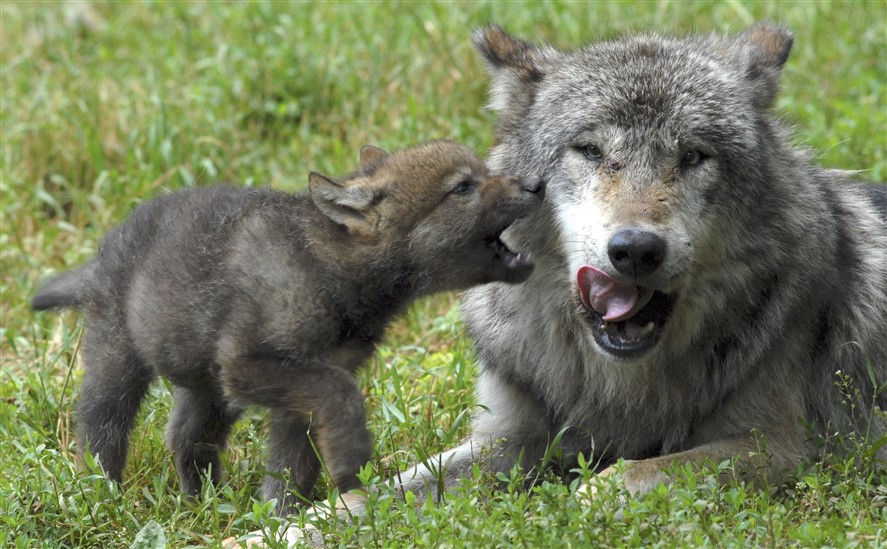 Mes vacances à la montagne