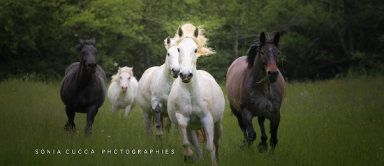 chevaux