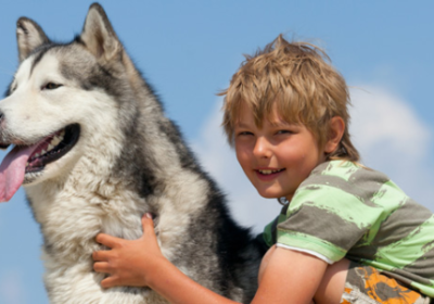 Aventure avec les chiens de traîneau