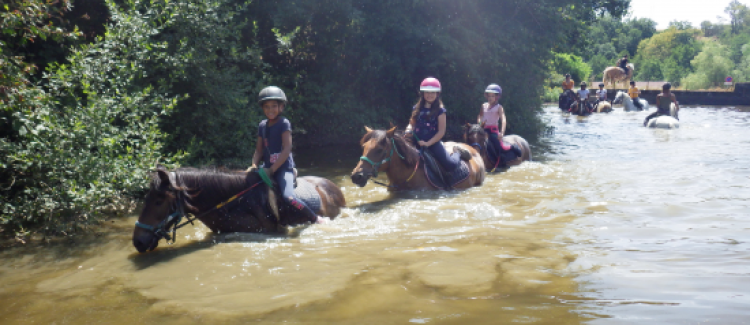 baignade cheval