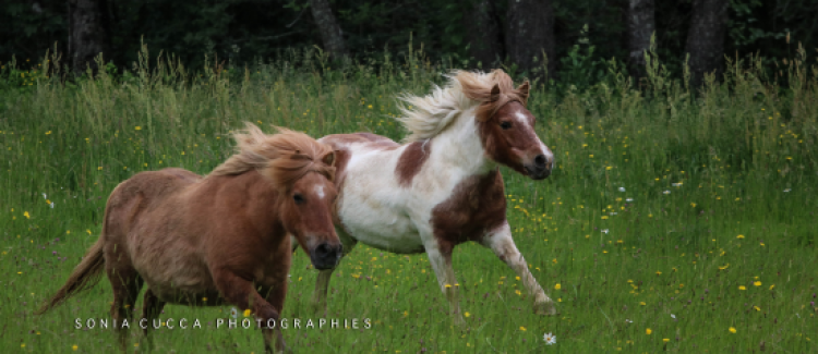 poney