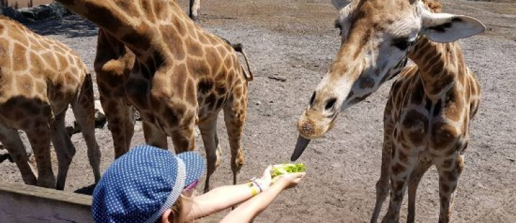 Visite zoo d'Arcachon