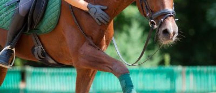 A cheval!