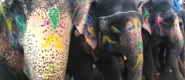 Elephants