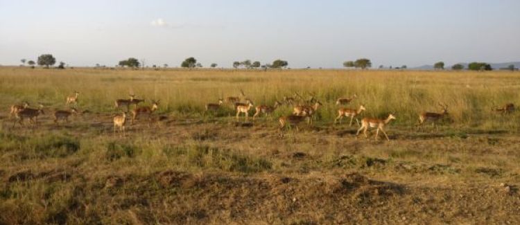 gazelles