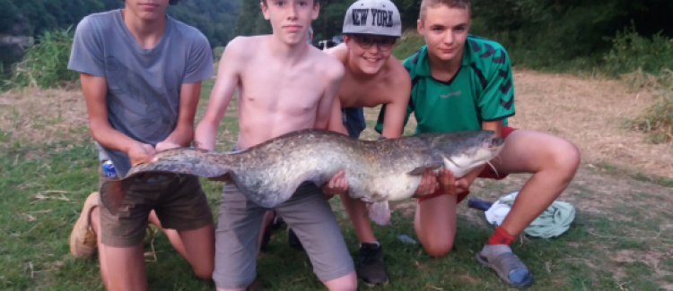 Pêche du silure au cassant