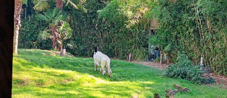 Visite du zoo de La Flèche