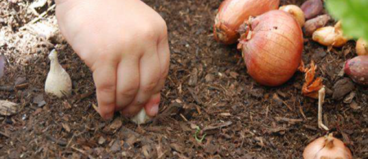 Entretenir son potager