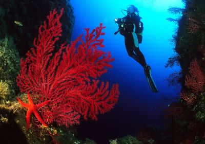 Le Monde Subaquatique