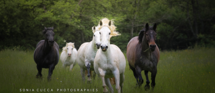 galop