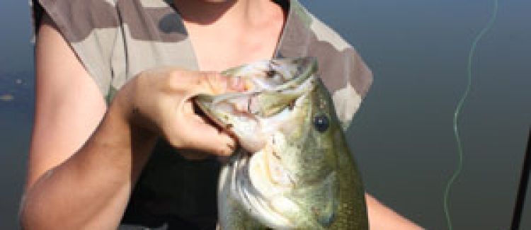 Black bass pris au poisson nageur stickbait