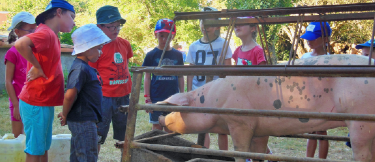 notre ami le cochon