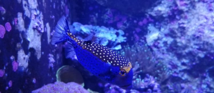 Mer, plage...et toboggans